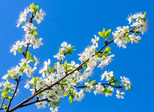 Flowering plum branch against the blue sky
