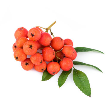 Rowan berries with leaves on white background. Closeup.