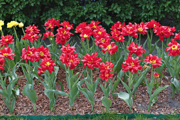 Fototapeta na wymiar Many of bright red terry tulips