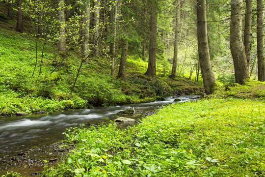 Green forest vegetation with creek flowing