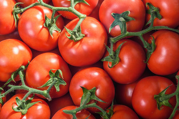 Fresh Red Tomatoes From Greenhouse