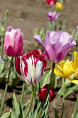 Tulip Farm, Woodburn Oregon