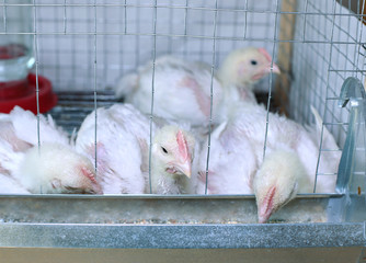 Few chickens eating combined feed in the cage © kingan