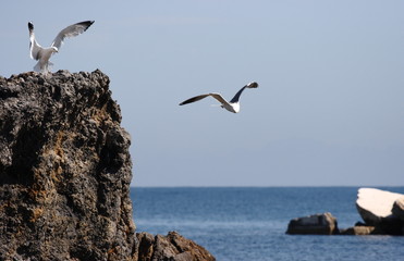 Gaviotas en Tabarca