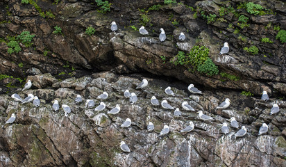 Kittiwakes