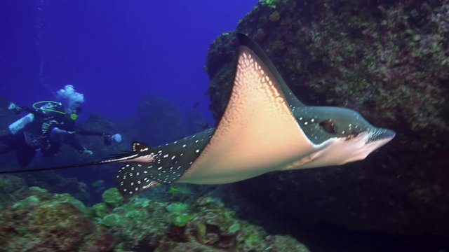 Spotted eagle ray (Aetobatis narinari) stingray swims over deep, rocky reef in Caribbean Cocos Costa Rica. Underwater landscape, canyons, caves. Amazing  array of marine life ready for exploration