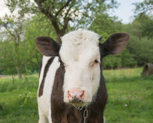 cow between trees in orchard