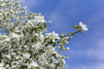 Appletree flowers at summer park
