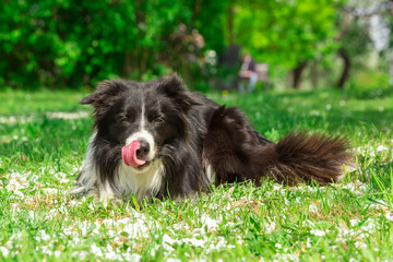 Happy dog at summer park with the petals of appletree flowers
