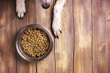 Dog and bowl of dry kibble food © happy_lark