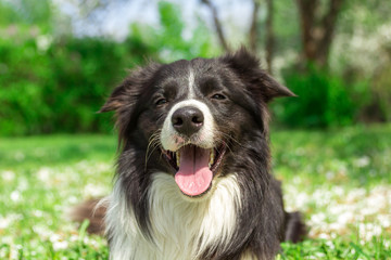 Happy dog at summer park with the petals of appletree flowers