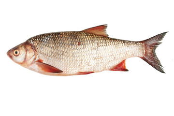 river fish bream on white background isolated