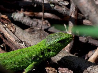 Green lizard on the stone background.