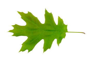 Northern Red Oak (Quercus rubra) tree leaf isolated on a white background.