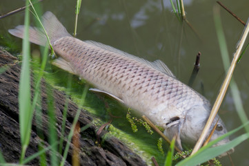 Dead fish in the water, contaminated water.