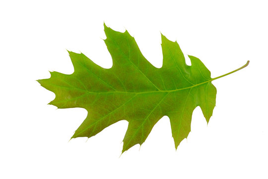 Northern Red Oak (Quercus rubra) tree leaf isolated on a white background.