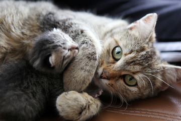 Fototapeta na wymiar mother cat and her kitten