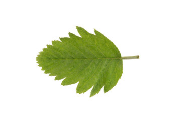 Hawthorn (Crataegus sanguinea) leaf isolated on a white background.