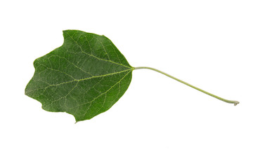 White Poplar (Populus alba) tree leaf isolated on a white background.