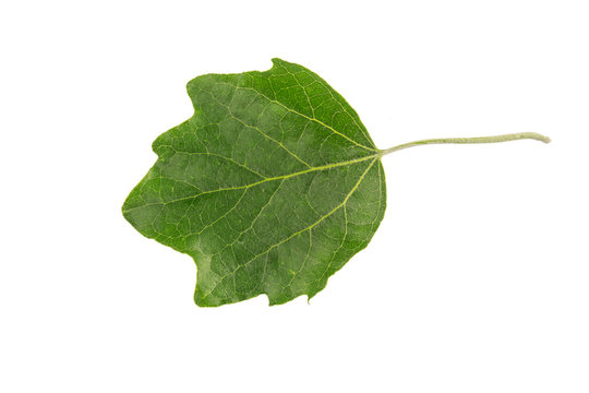 White Poplar (Populus alba) tree leaf isolated on a white background.