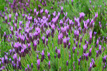 Naklejka premium Detail lavender plants