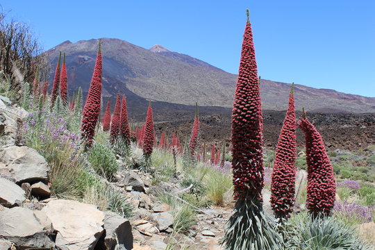 Tajinastes y alhelíes con el volcán del Teide de fondo