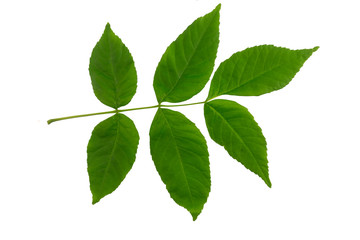 Fototapeta na wymiar Ash tree (Fraxinus americana) leaf isolated on a white background.
