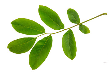 Fototapeta na wymiar English walnut (Juglans regia) leaf isolated on a white background.