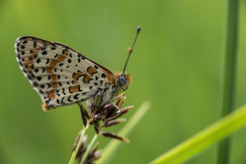 Farfalla colorata
