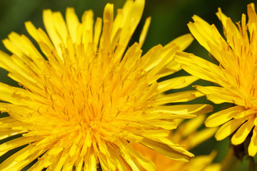 Yellow dandelions on green spring meadow
