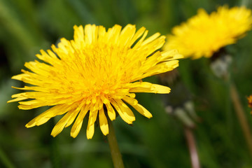 Yellow dandelions on green spring meadow