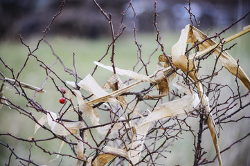 Dornbusch mit Maisblatt im Wind