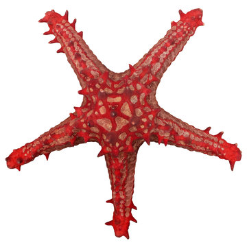 Red, dry sea star. Protoreaster linckii. Souvenir at the market in Tofo. Inhambane, Mozambique, Southern Africa