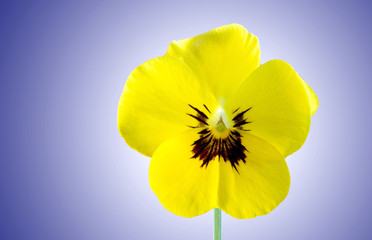 Yellow Pansy Bloom on Blue Background