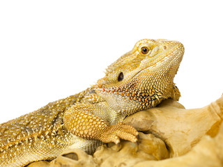 bearded dragons