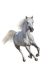 Naklejka na ściany i meble White andalusian horse with long mane run gallop isolated on white background