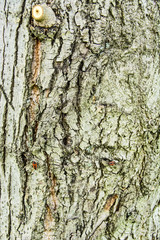 Bark