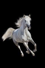 Naklejka na ściany i meble White andalusian horse with long mane run gallop isolated on black background