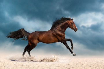 Fototapeta na wymiar Bay stallion run gallop on desert dust against dramatic sky