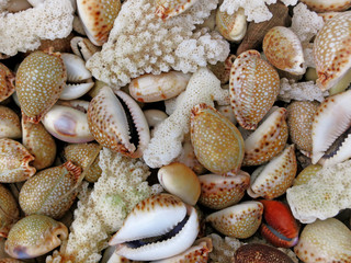 Cowries and corals at a market in Tofo. Inhambane, Mozambique, Southern Africa