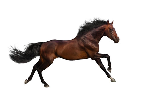 Bay stallion run gallop isolated on whte background