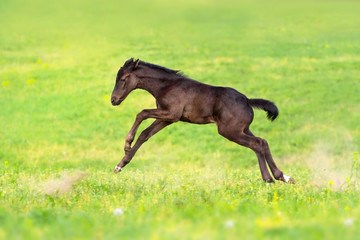 Black foal run gallop on spring pasture
