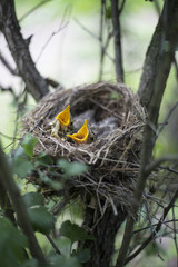 Bird's nest with chicks in a tree.
