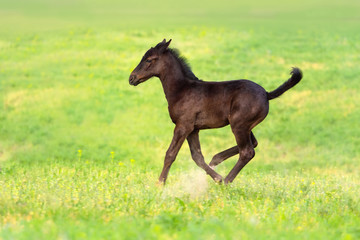 Black foal run gallop on spring pasture