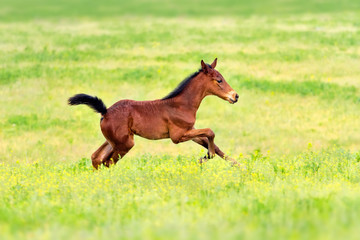 Obraz na płótnie Canvas Bay foal run gallop on spring pasture
