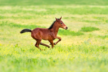 Bay foal run gallop on spring pasture