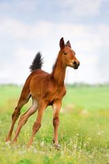 Bay foal run on spring pasture