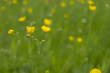 Obraz premium creeping buttercup;