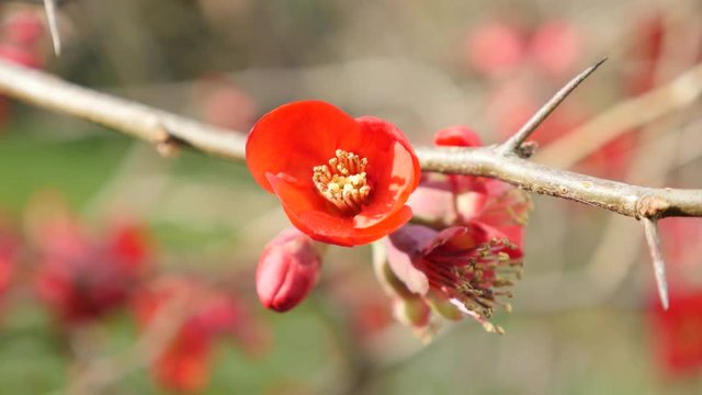 Red flower Chaenomeles superba Crimson and gold shallow DOF natural 4K 2160p 30fps UltraHD tilting video - Flowering or Japanese Quince flowers branch 4K 3840X2160 UHD slow tilt footage 
