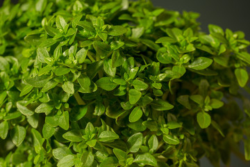 Detail of little leaves of basil, great culinary herb